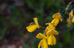 Scotch broom